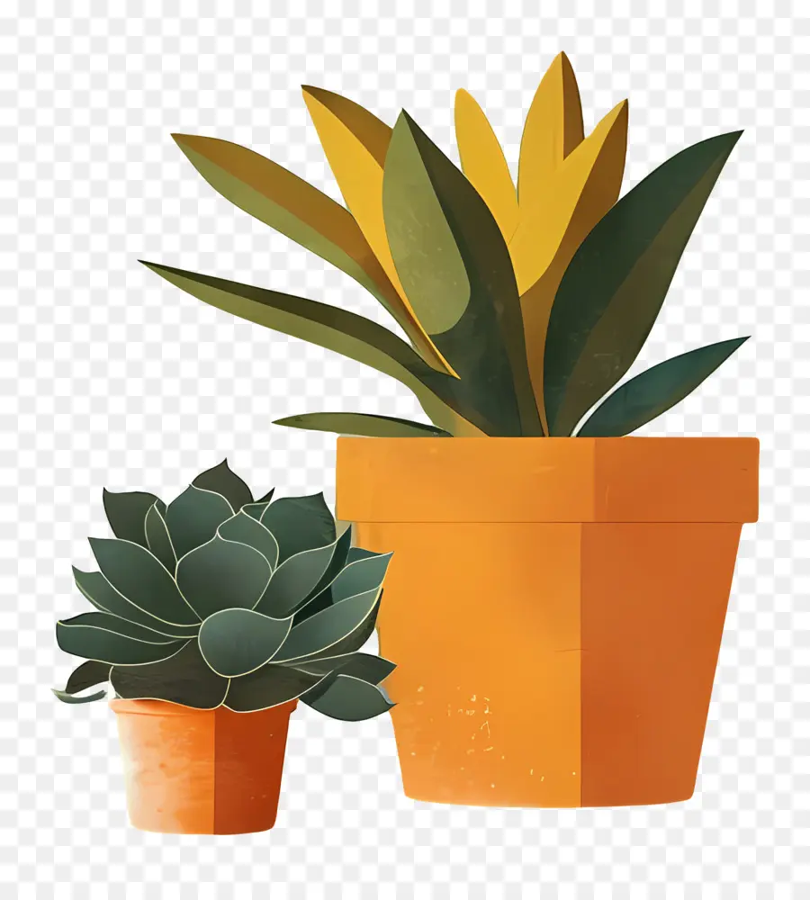 Plantas Suculentas，Suculentas PNG