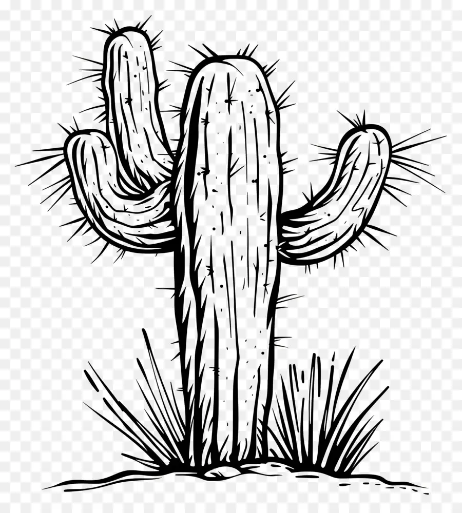 Um Desenho De Linha，Cactus PNG