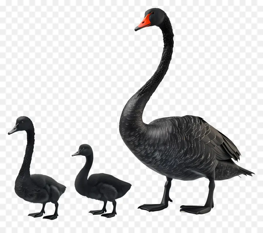 Cisne，Cisnes Negros PNG