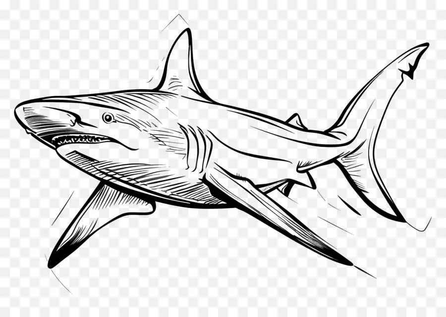Um Desenho De Linha，Tubarão PNG