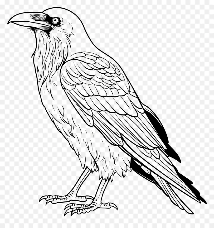 Raven，Preto E Branco PNG