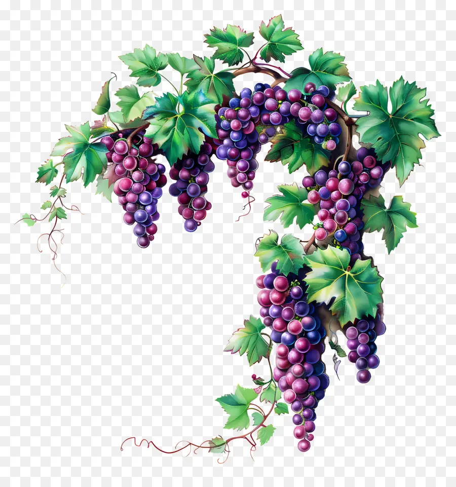 Videira，Uvas PNG