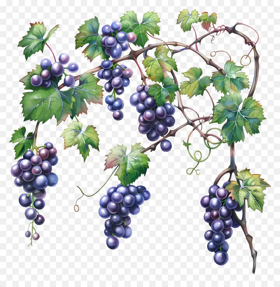 Videira，Uvas PNG