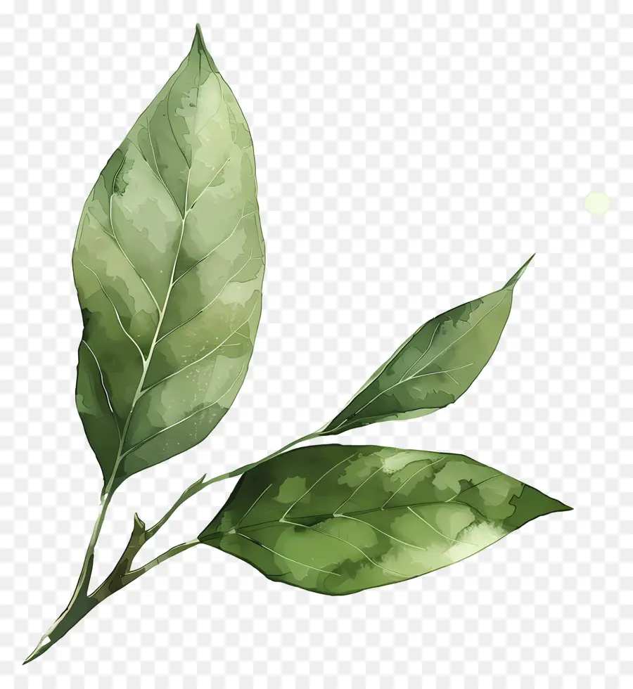 Folha Verde，Folhas Verdes PNG