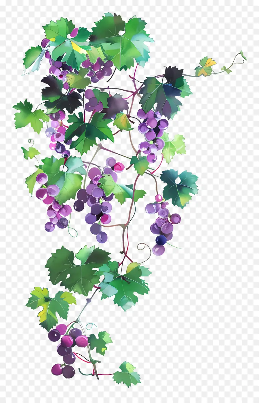 Videira，Uvas PNG