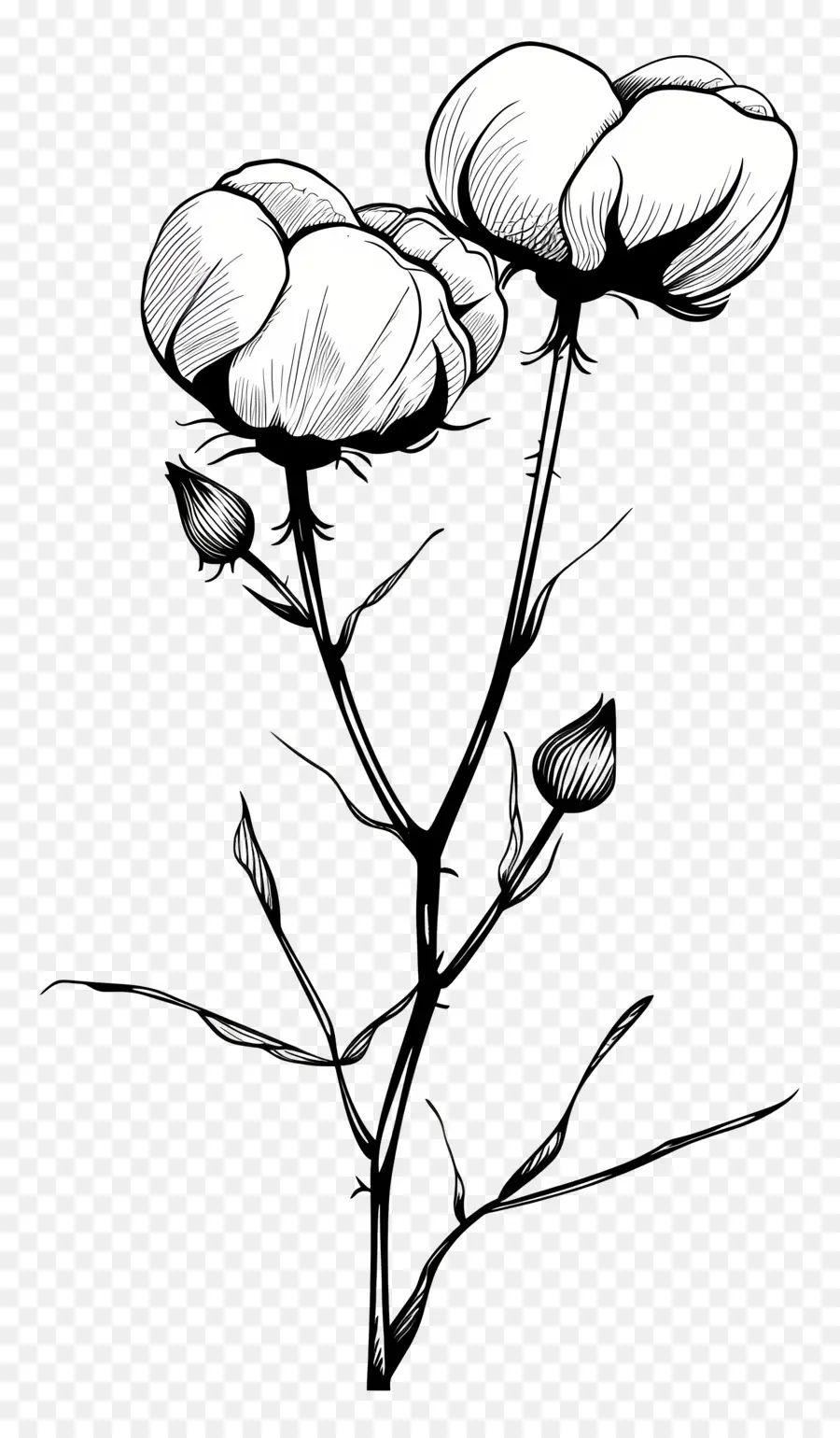 Algodão，Flores Brancas PNG