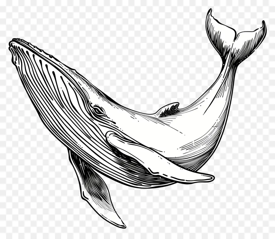 Um Desenho De Linha，Baleia PNG