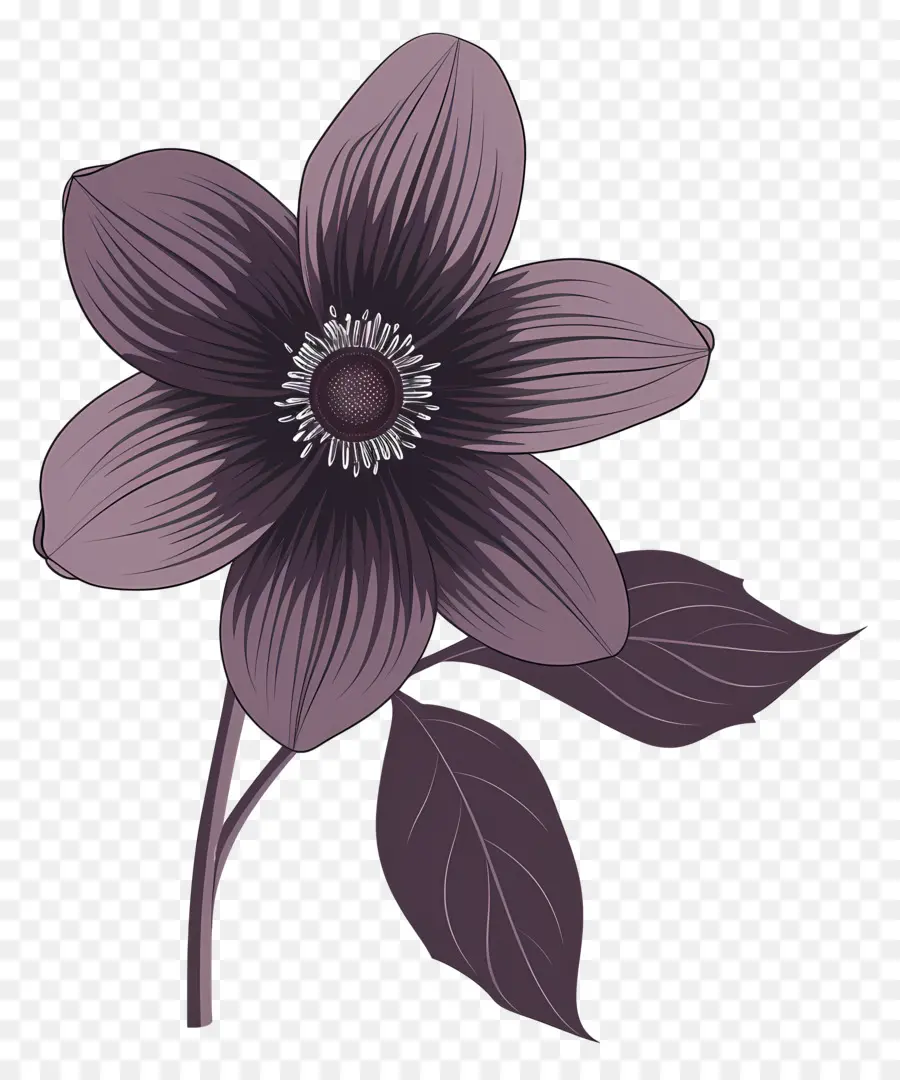 Flor，Purple Calla Lily PNG