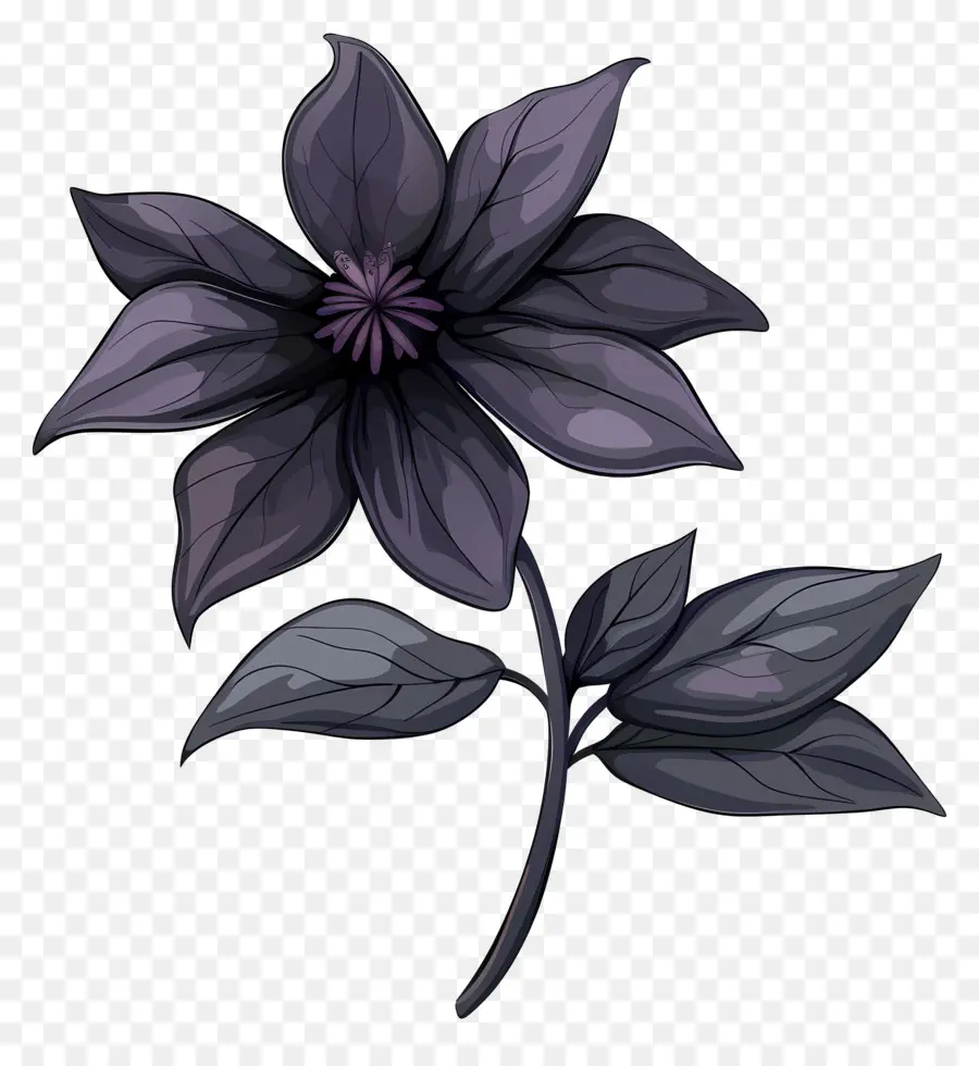 Flor，Flor Negra PNG