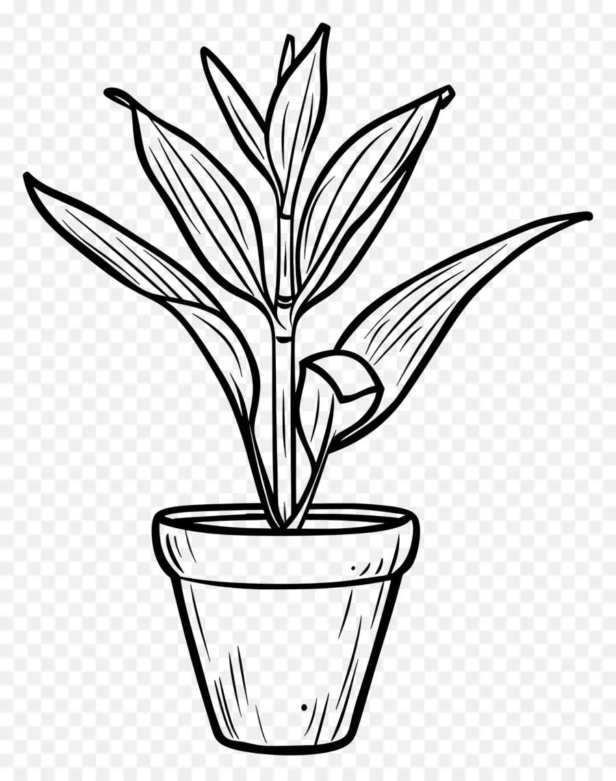 Planta De Vaso，Preto E Branco PNG