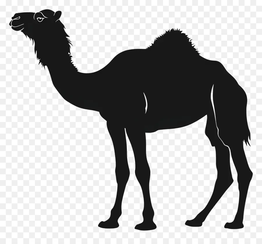 Camelo Silhueta，Camelo PNG