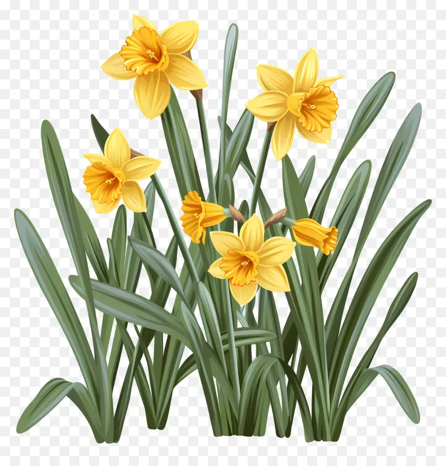 Narcisos Amarelos，Primavera PNG