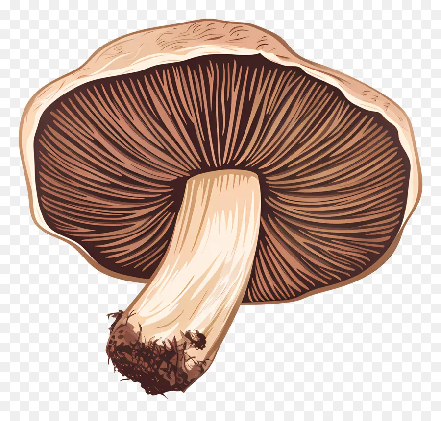 Cogumelo Portobello，Cogumelo PNG