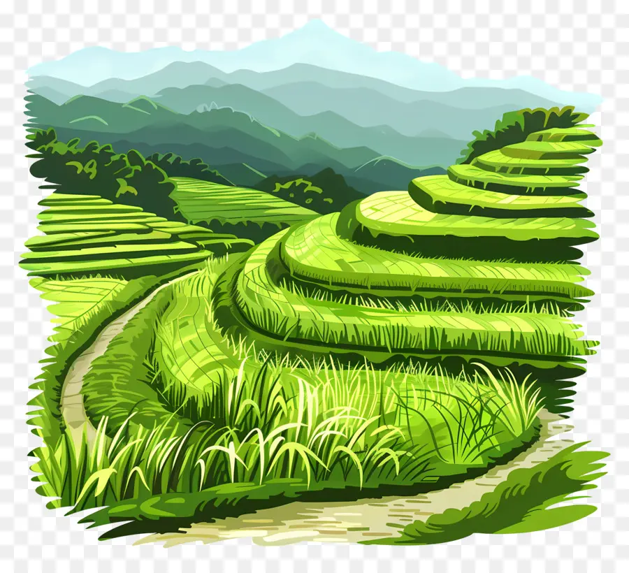 Campos De Arroz，Paisagem Verde PNG