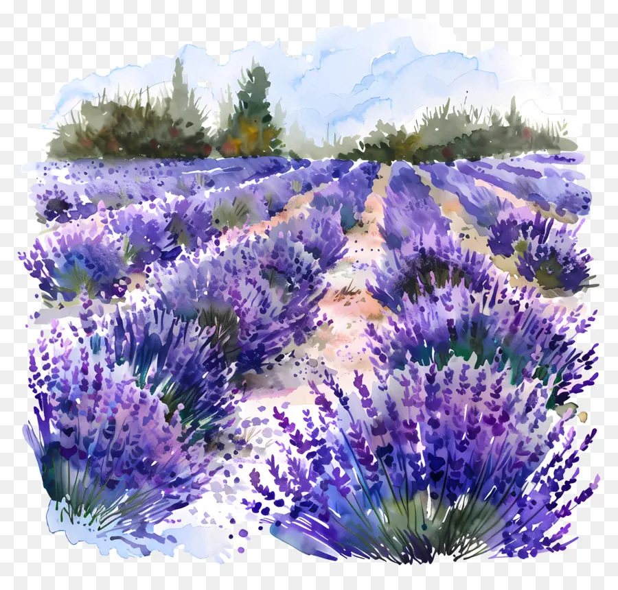 Campos De Lavanda，Campo De Lavanda PNG