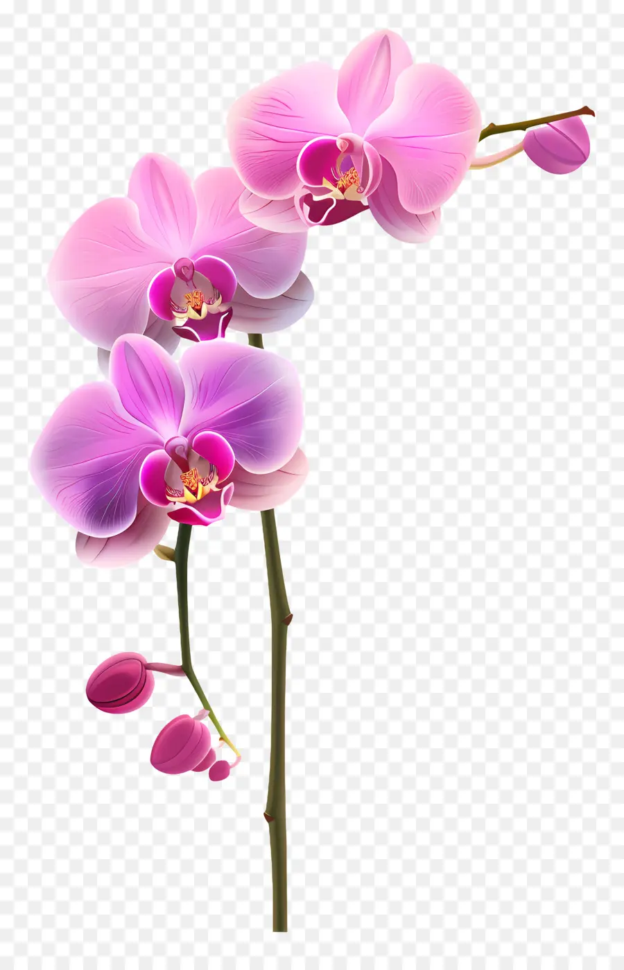 Flor De Orquídea Rosa，Orquídea PNG