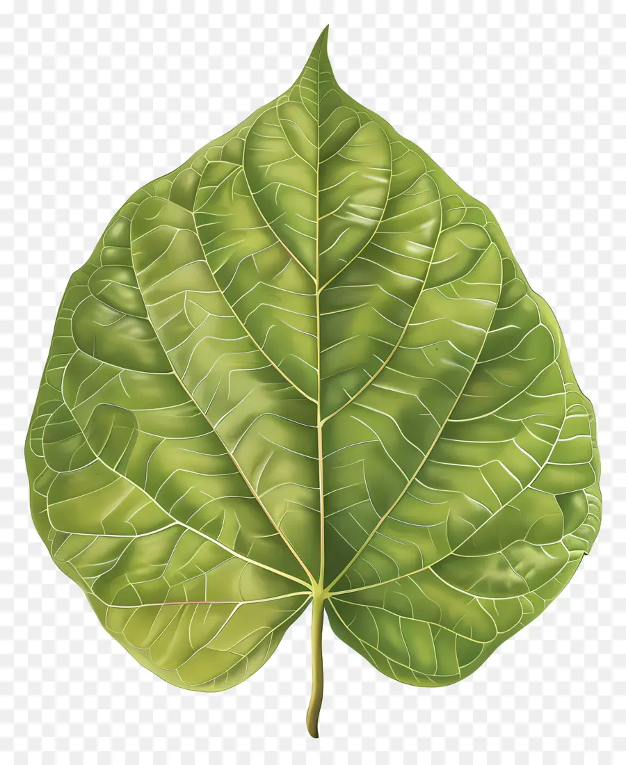 Folha Da árvore Bodhi，Folha Verde PNG