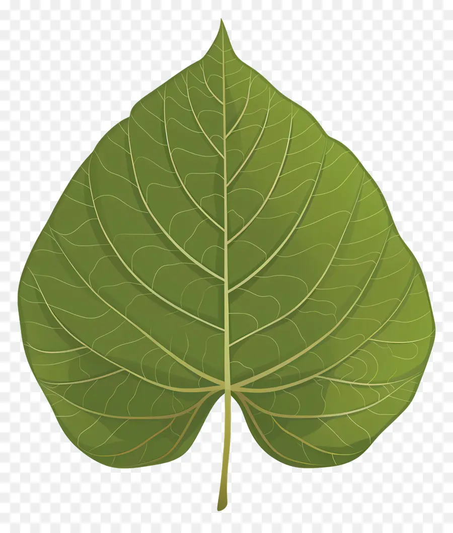 Folha Da árvore Bodhi，Folha Verde PNG