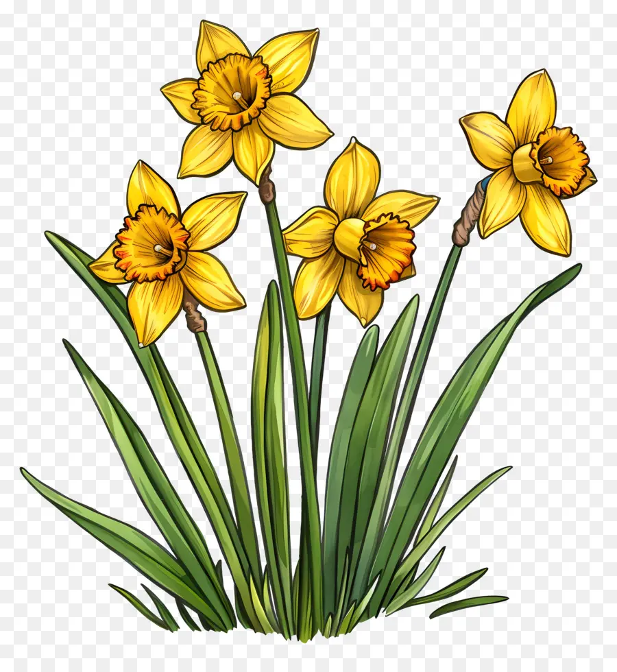 Narcisos Amarelos，Primavera PNG