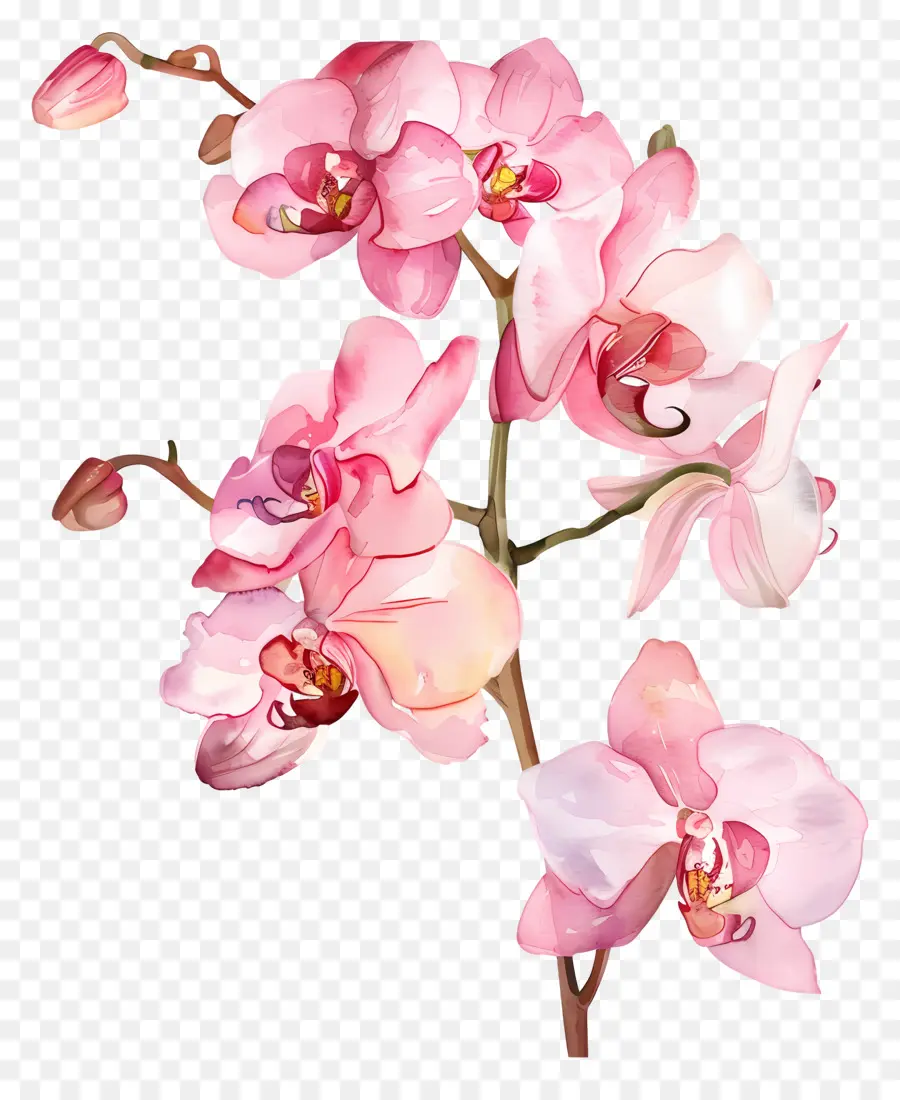 Flor Da Orquídea Rosa，Cor De Rosa Orquídea PNG