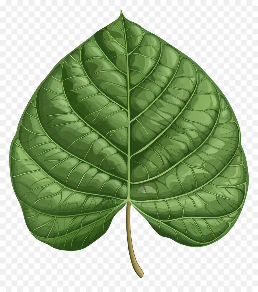 Folha Da árvore Bodhi，Folha Verde PNG