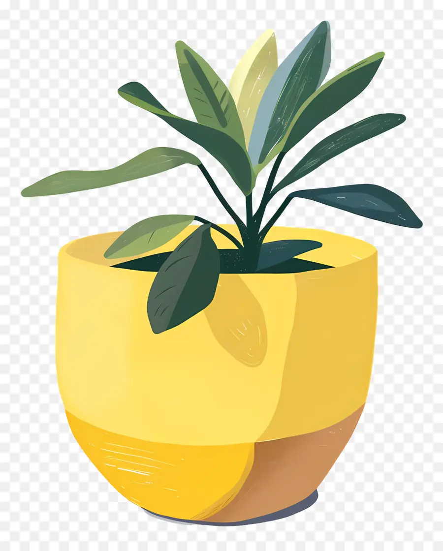 Planta De Vaso，Um Vaso De Planta PNG