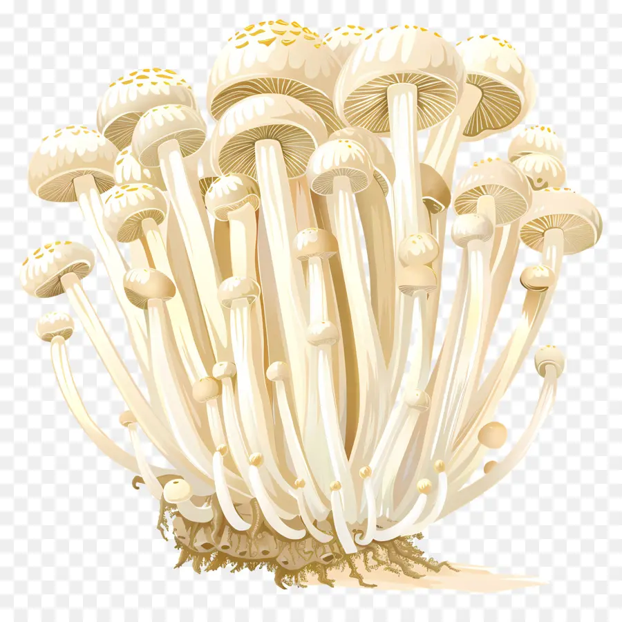 Cogumelo Enoki，Cogumelos PNG