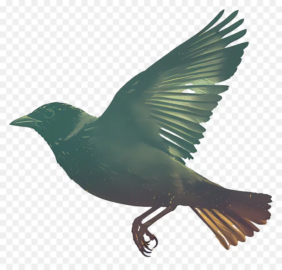 Aves，Voar PNG