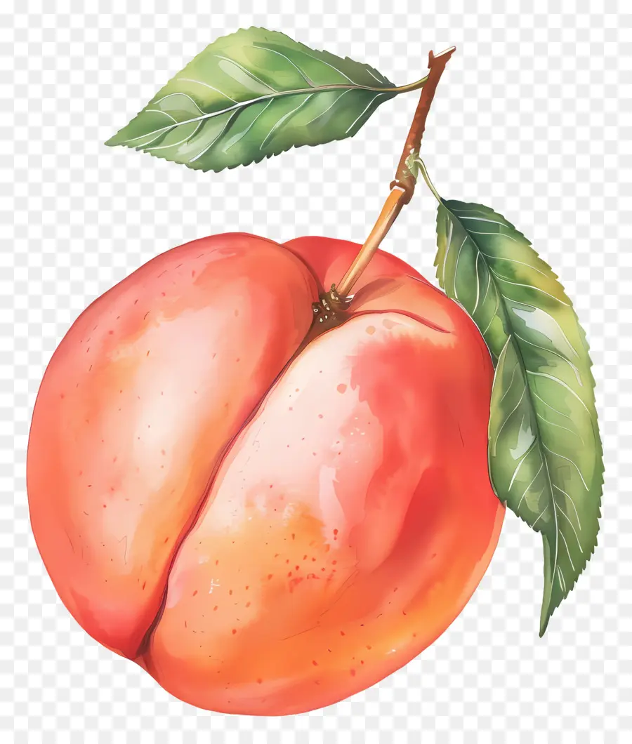 Pêssego，Aquarela PNG