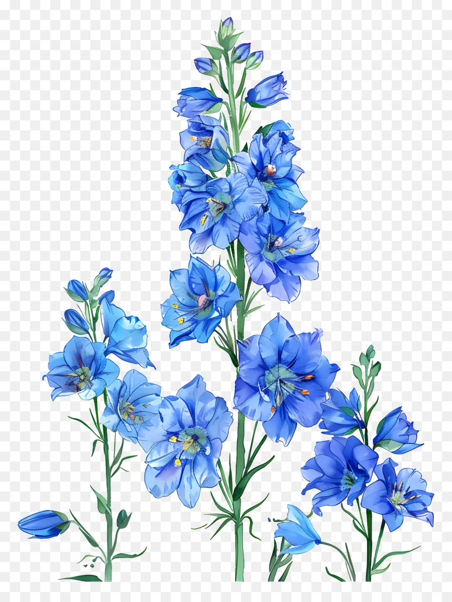 Delphinium，Flores Azuis PNG