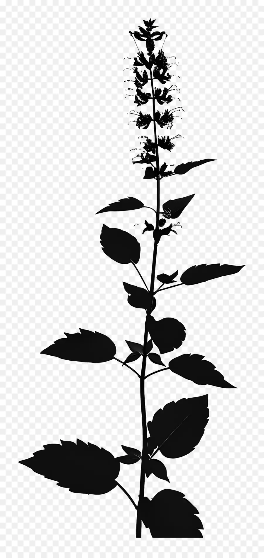 Catmint，Preto Planta PNG