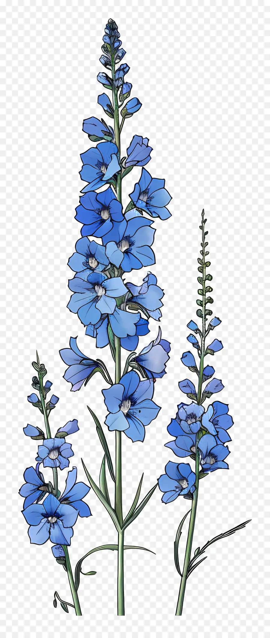 Delphinium，Delphinium Azul PNG