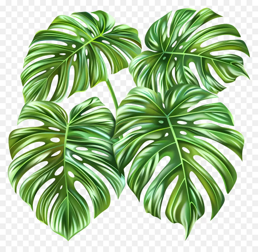 Folhas Tropicais Exóticas，Plantas Tropicais PNG