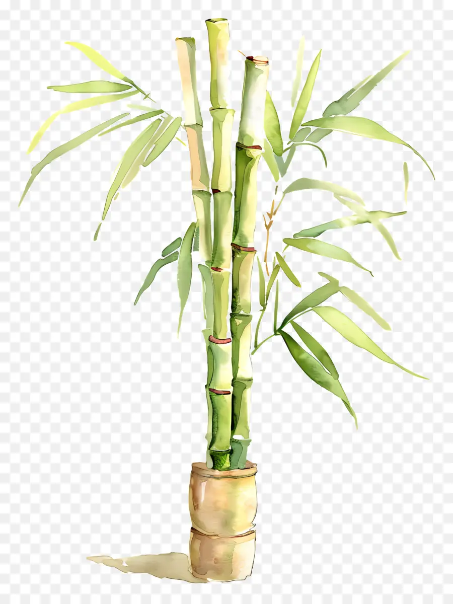 Planta De Bambu，Cana De Açúcar PNG