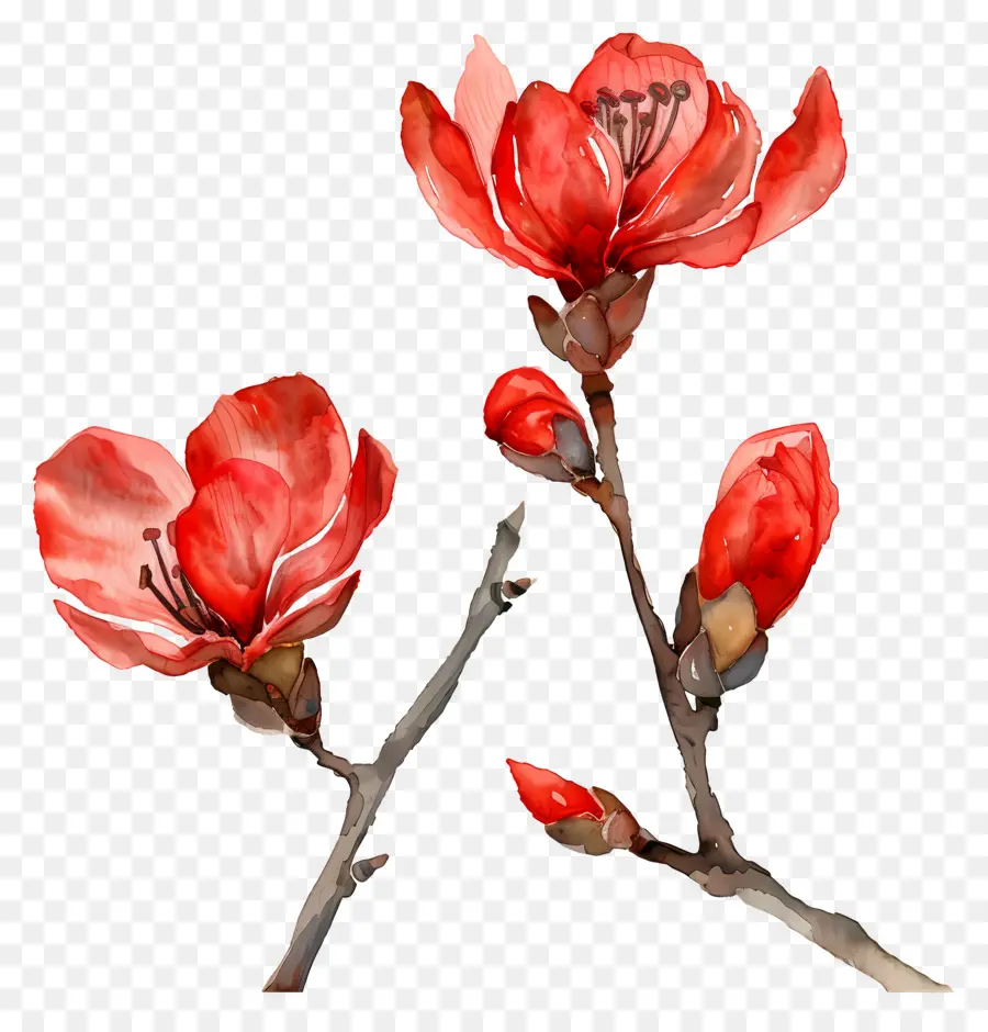 Flores Em Aquarela，Flores Vermelhas PNG