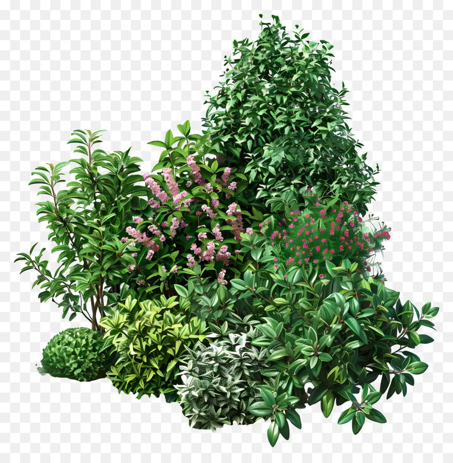 Planta De Jardim Arbustivo，Arbustos PNG