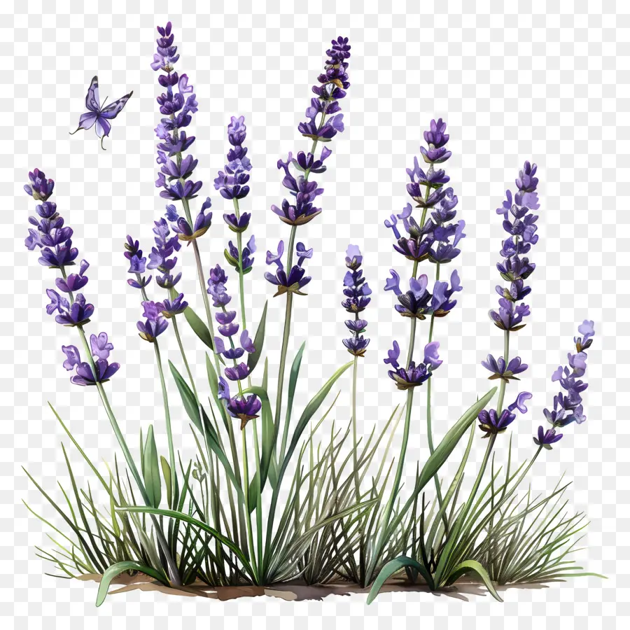 Lavanda Inglesa，Lavanda PNG