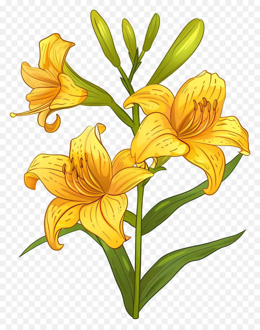 Hemerocallis，Lírio Amarelo PNG