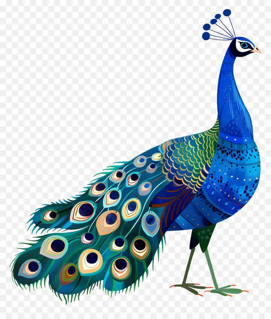 Pavão，Aves PNG