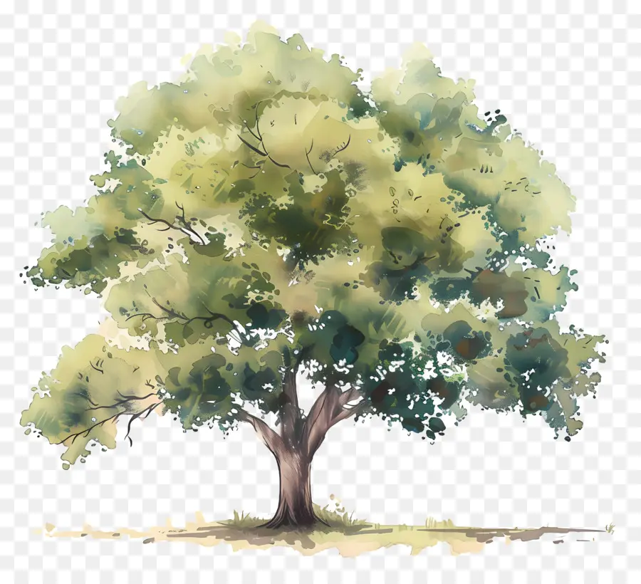 árvore，Natureza PNG