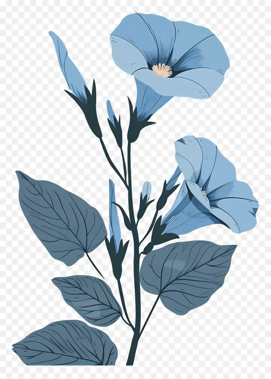 Glória Da Manhã，Flor Azul PNG