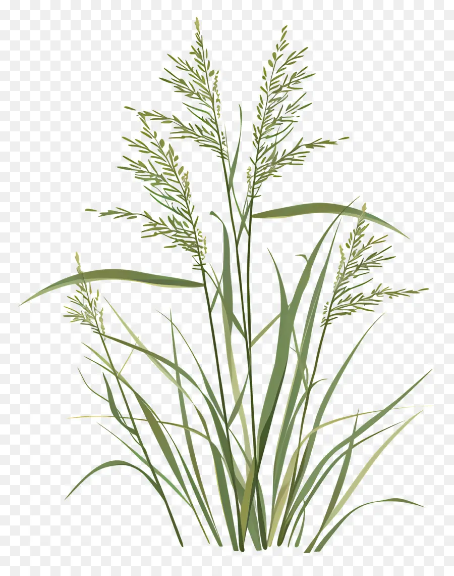 Plantas De Arroz，Planta De Arroz PNG