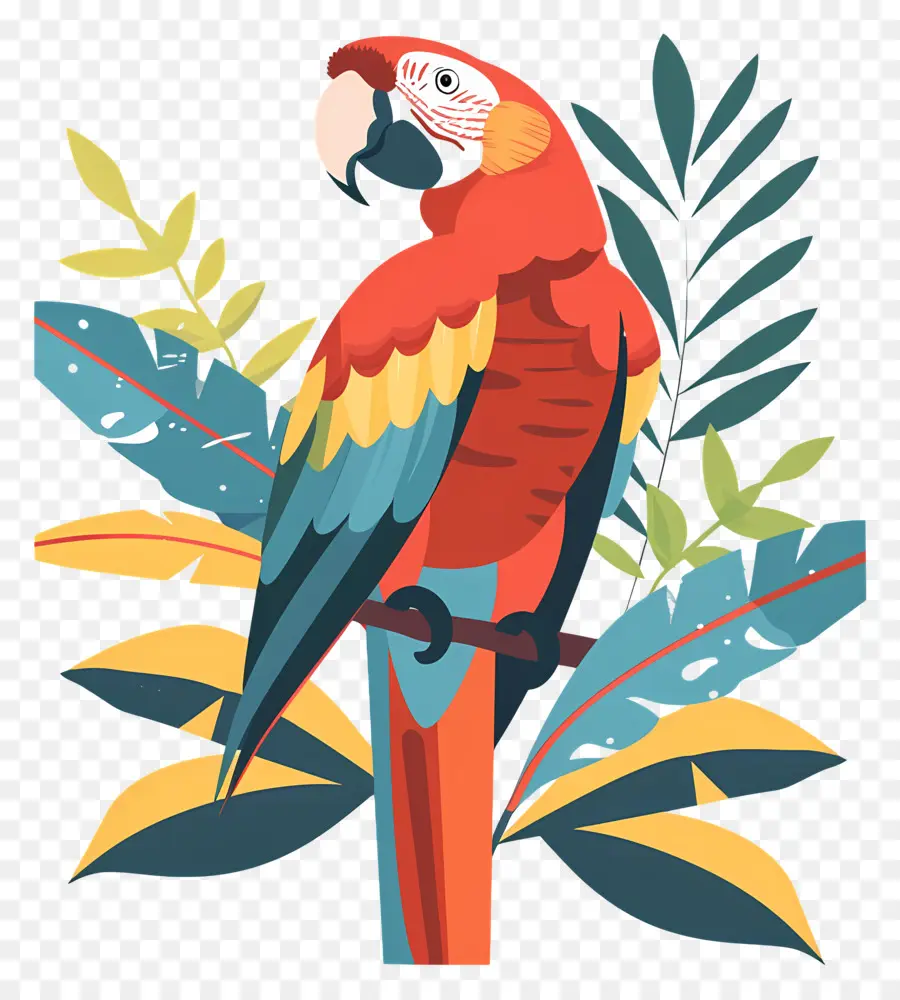 Arara，Papagaio Colorido PNG