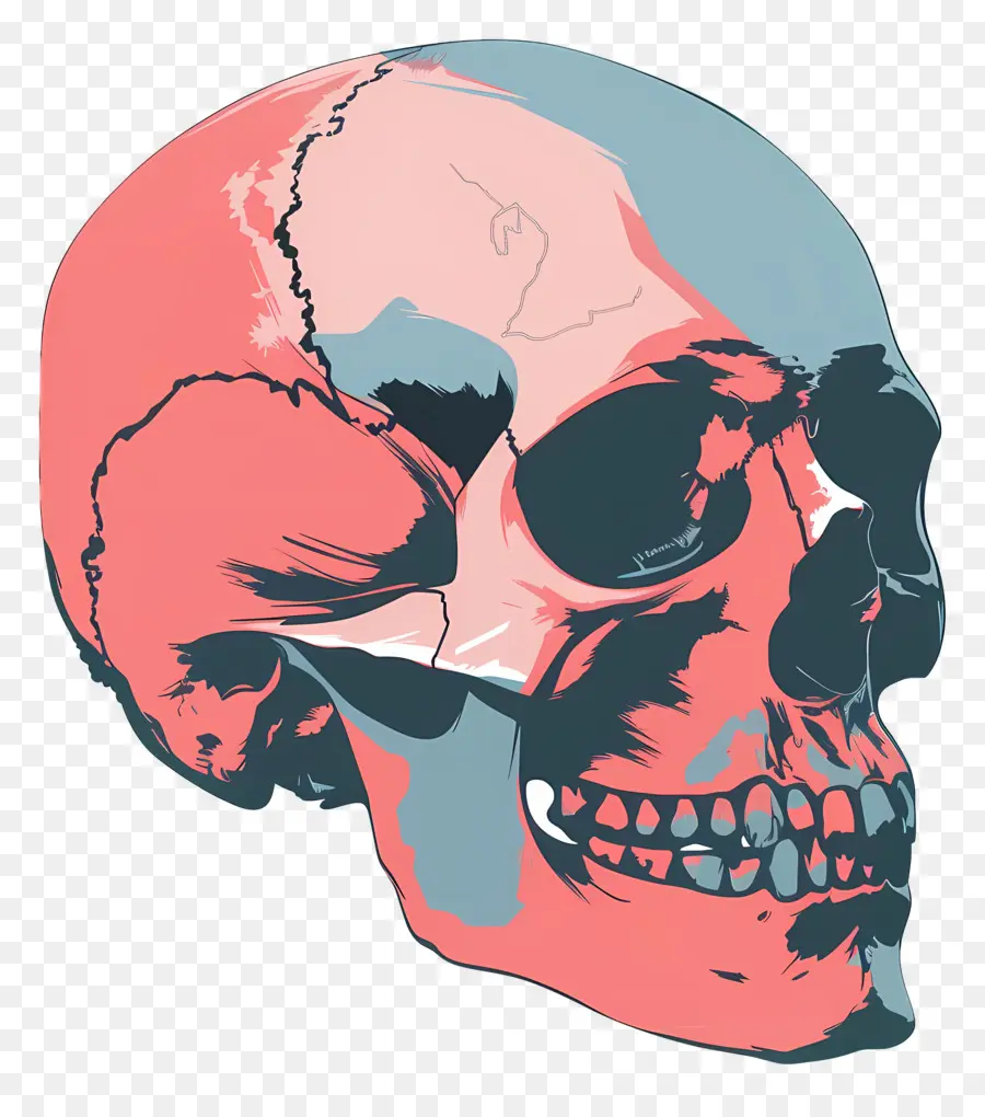Crânio，Anatomia Do Crânio PNG