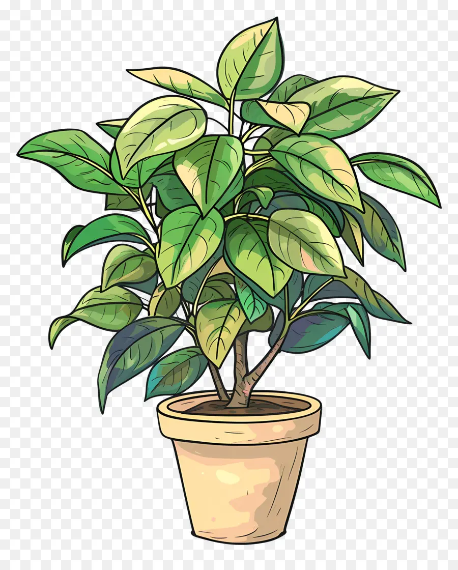Ficus，Planta De Vaso PNG