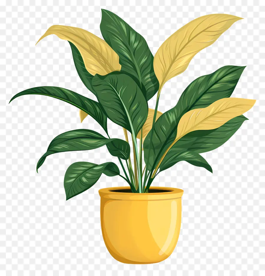 Planta De Interior，Planta Em Vaso PNG