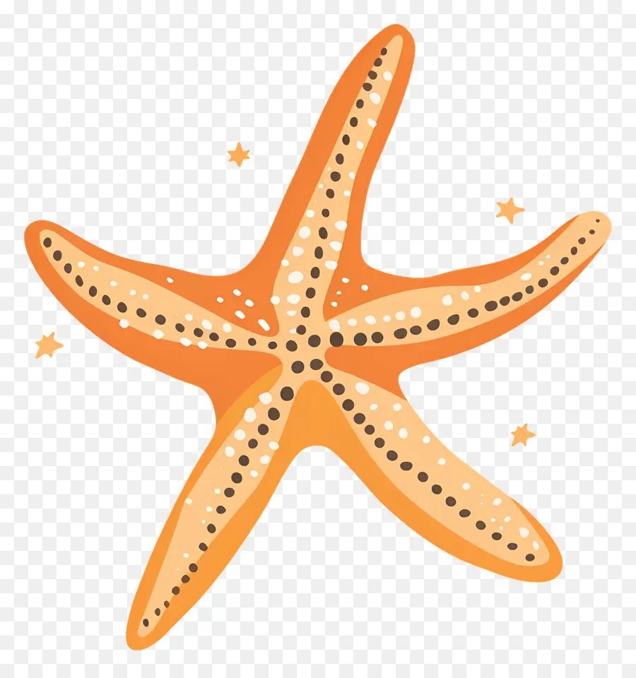 Estrela Do Mar，Animal Marinho PNG