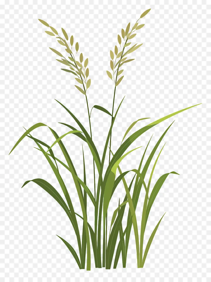 Plantas De Arroz，Planta PNG