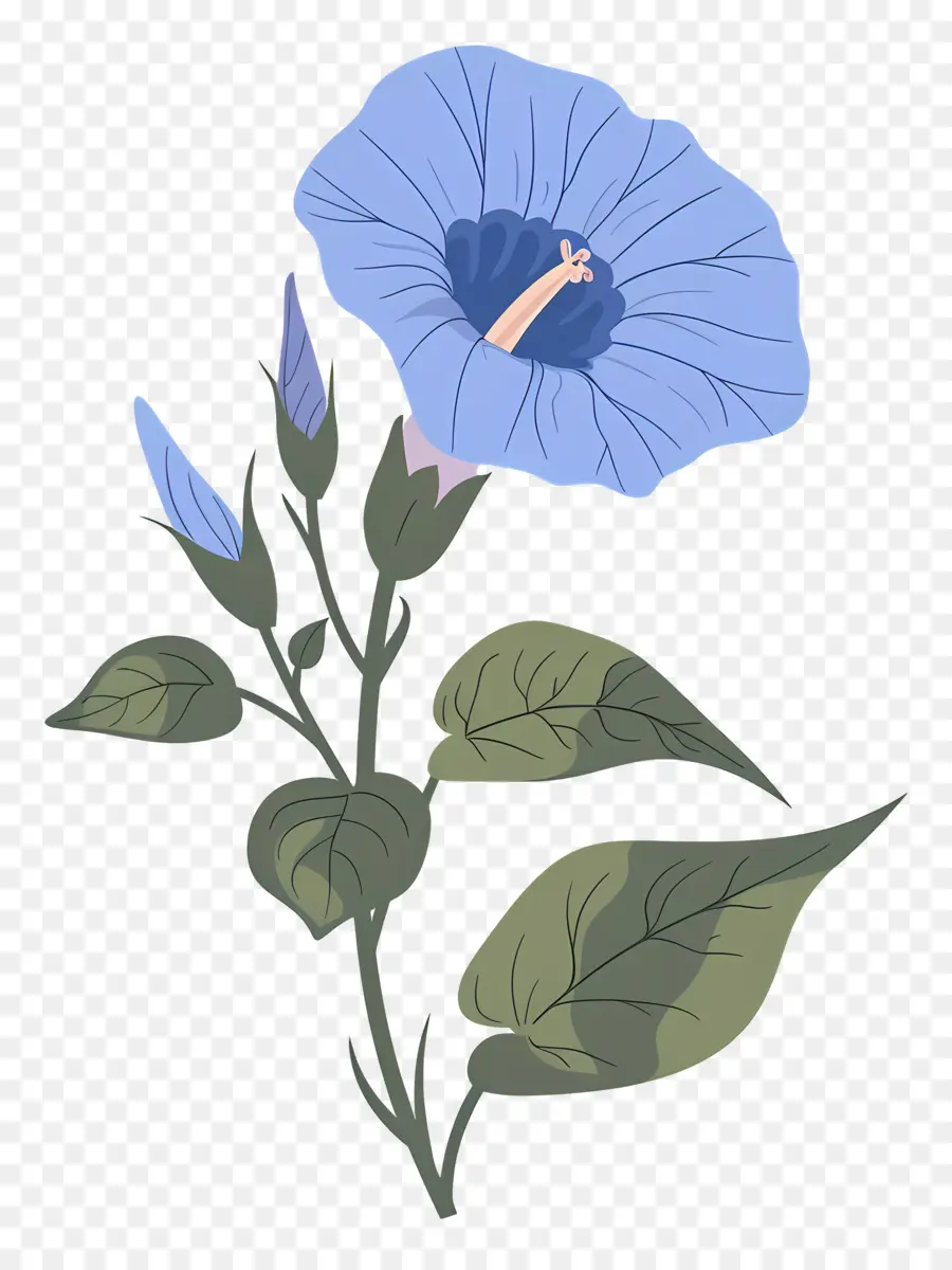 Glória Da Manhã，Flor Azul PNG