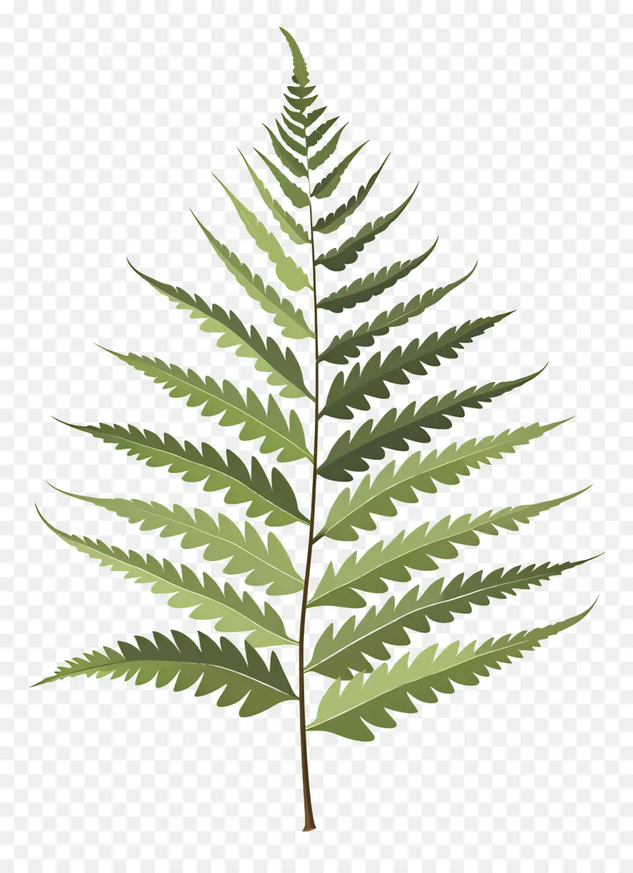 Folha De Samambaia，Fern PNG